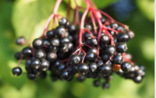 Sea Moss with Elderberry